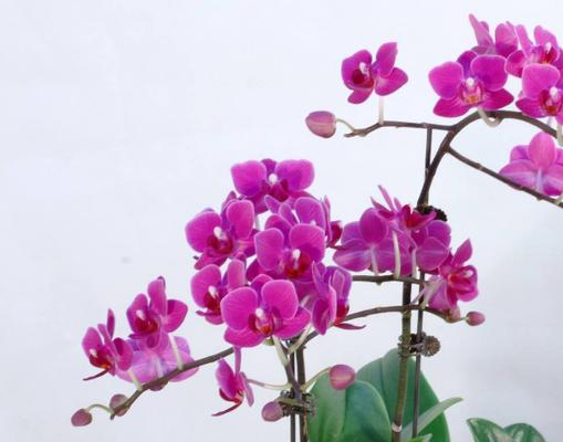 蝴蝶兰的花期及生长周期详解（从种植到开花）