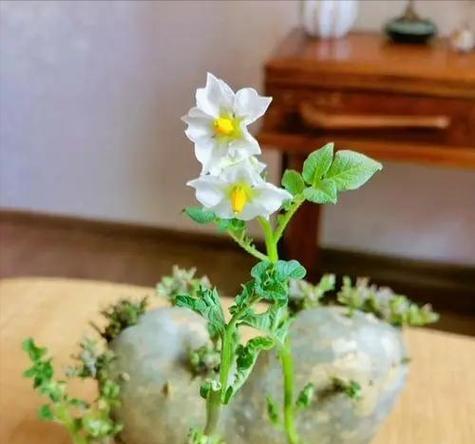 土豆发芽可否水培（探讨土豆发芽问题及水培方案）