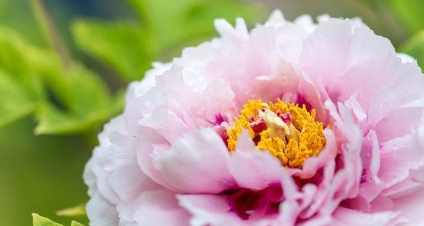 牡丹花开花季节及开花时间分析（探秘牡丹花盛开的季节与时间）