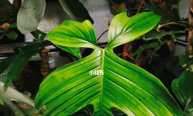 孤独之美（探究孤独与植物之间的关系）