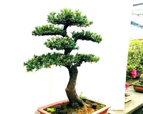 家里种罗汉松，不再是梦想（了解罗汉松的特点和种植技巧）