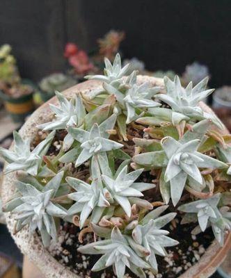 仙女杯白菊怎么养出状态（从选种到育苗）