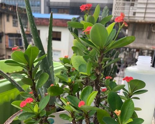 家庭养护指南——养护丽格海棠（丽格海棠的种植技巧和养护秘籍）