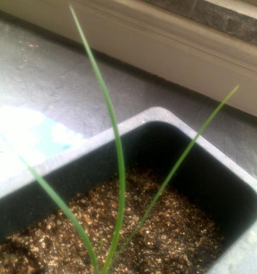 玫瑰花种子的最佳播种时间（如何选择最佳的种植时间来种植你的玫瑰花）