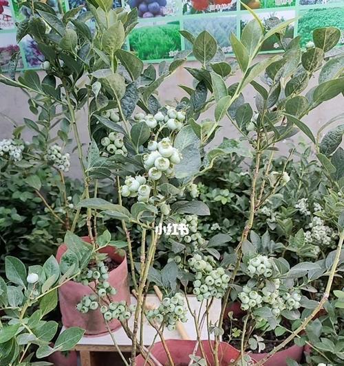 盆栽蓝莓修剪全攻略（从剪枝到疏果）