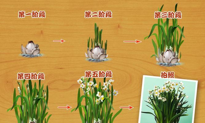 虹之玉叶的发芽时间及种植技巧（插植虹之玉叶需要注意什么）